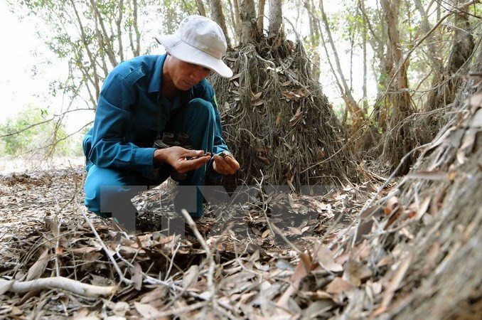 Checking the soil humidity in the site (Source: VNA) 