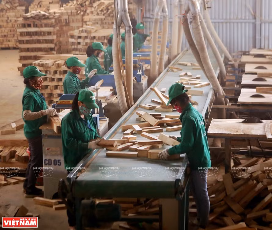 Wood processing for export in Quang Tri province (Photo: VNP/VNA)