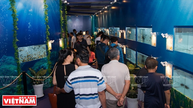 During the festival, visitors and ornamental fish enthusiasts have a chance to learn more about different species of ornamental fish (Photo: VNA)