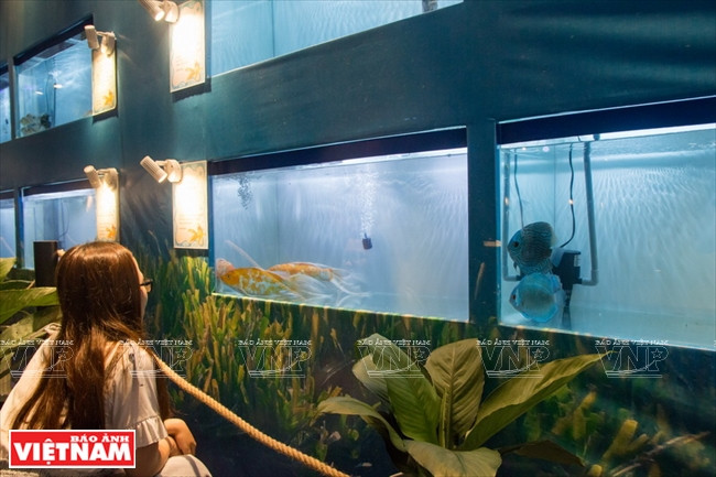 Visitors and ornamental fish enthusiasts have a chance to learn more about different species of ornamental fish (Photo: VNA)