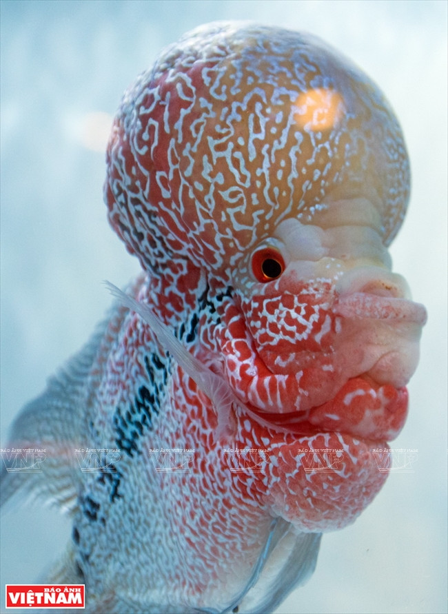 Flower horn, one of the most popular ornamental fish, is noted for its vivid colours and distinctively shaped head (Photo: VNA)