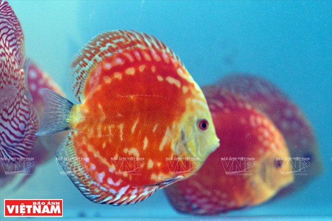 Discus fish attract visitors with their distinctive shapes and bright colours (Photo: VNA)