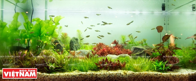 Aquarium plants, fish food, aquarium tanks and medicines for fish are also introduced at the event (Photo: VNA)