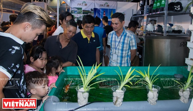 The event is also a chance for businesses and breeders to exchange experiences and expand linkages in production, as well as promote the market for ornamental fish (Photo: VNA)