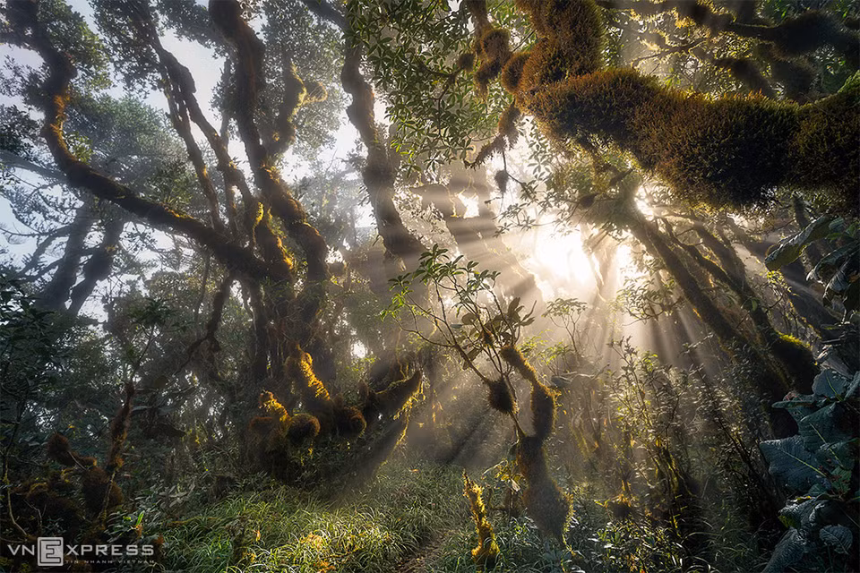 The primeval forest with soft sunbeam shining through branches of wild trees. (Photo: Tran Van Linh via vnexpress.net)
