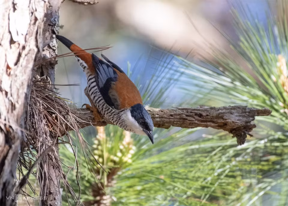 Vietnamese Cutia is one of the most impressive birds in Da Lat. (Photo: vnexpress.net)