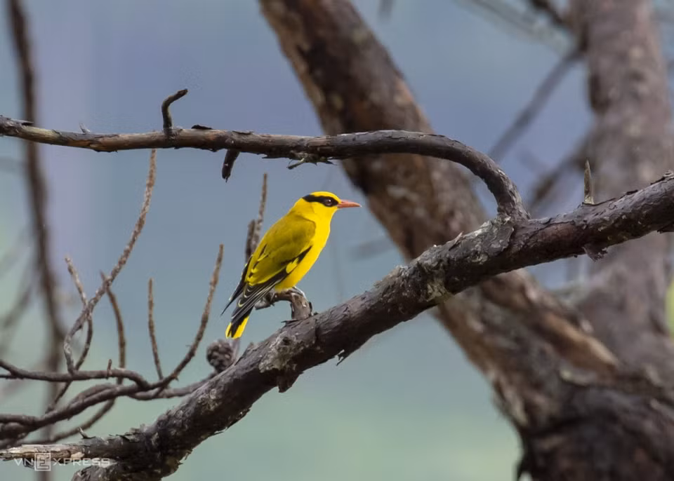 Tuyen Lam Lake and Dat Set Village host colourful birds living in low forest areas surrounded by pine trees and shrubs like slender-billed oriole, which has a beautiful golden oriole with a long, lipstick-red bill and an elegant black band across the eyes. (Photo: vnexpress.net)