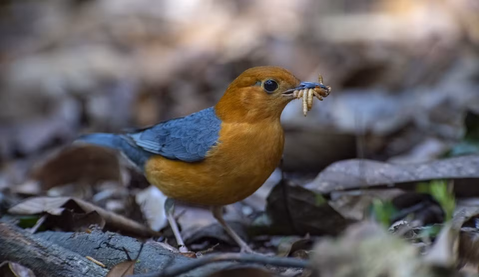 An orange-headed thrush (Geokichla citrina) with a beak full of prey to feed its young. The species has an entirely orange head and underparts, uniformly grey upperparts and wings. (Photo: vnexpress.net)