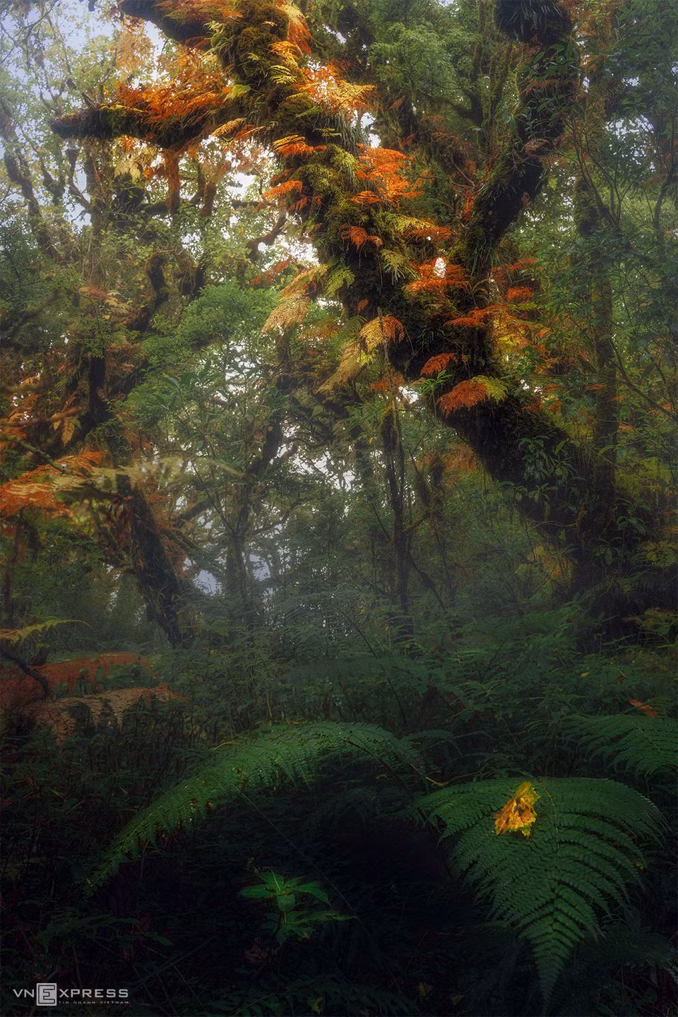 The mystic forest is a kaleidoscope of tree ferns. (Photo: Tran Van Linh via vnexpress.net)
