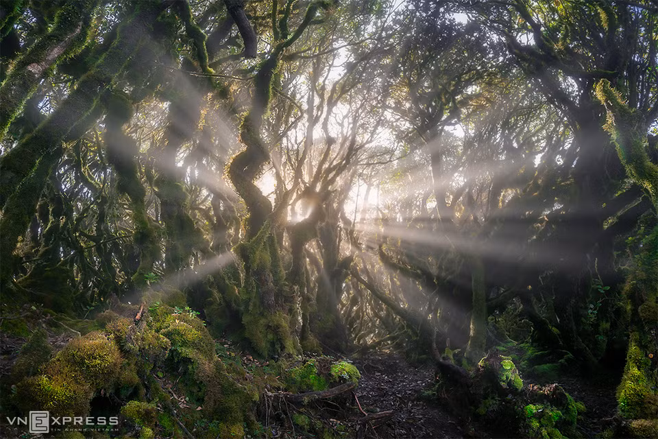 The stunning beauty of Ta Xua primeval forest (Photo: Tran Van Linh via vnexpress.net)