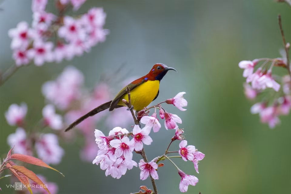 The Annam Sunbird, an endemic sub-species of Mrs Gould’s sunbird found in Da Lat, has a blue crown, red breast and yellow rump. It lives in pine forests lying 1,000 to 2,500 metres above the sea level. (Photo: vnexpress.net)