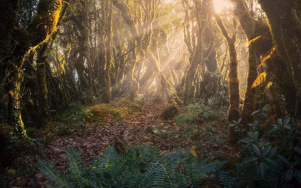 The mystic forest in soft sunbeam shine (Photo: Tran Van Linh via vnexpress.net)