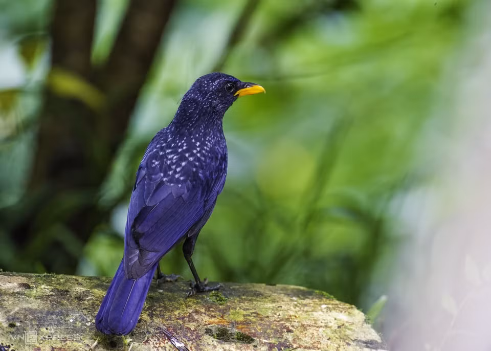 A blue whistling thrush is captured at Datanla Waterfall. This whistling thrush is dark violet blue with shiny spangling on the tips of the body feathers, abdomen and under the tail. (Photo: vnexpress.net)