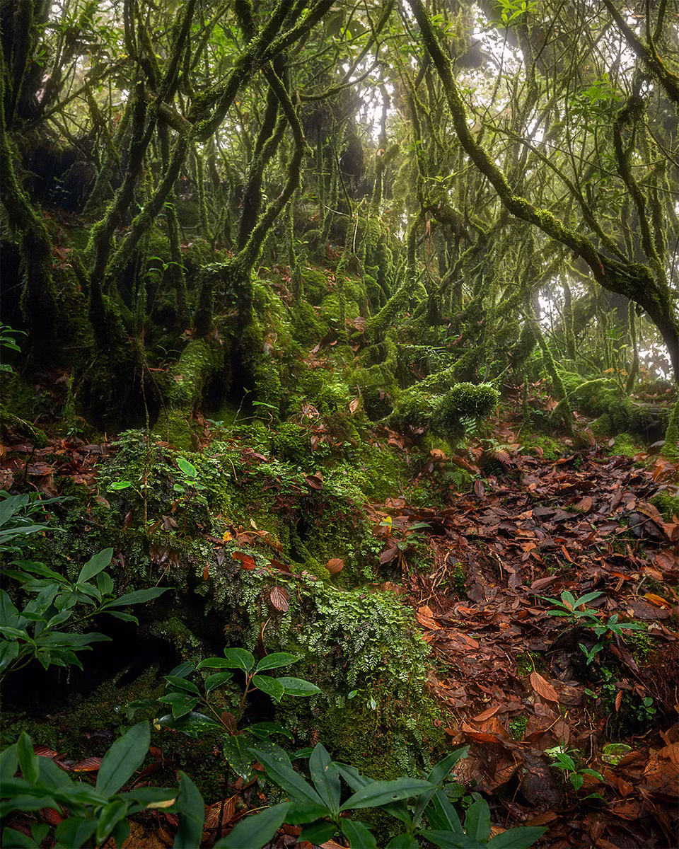 The forest boasts magical beauty. (Photo: Tran Van Linh via vnexpress.net)