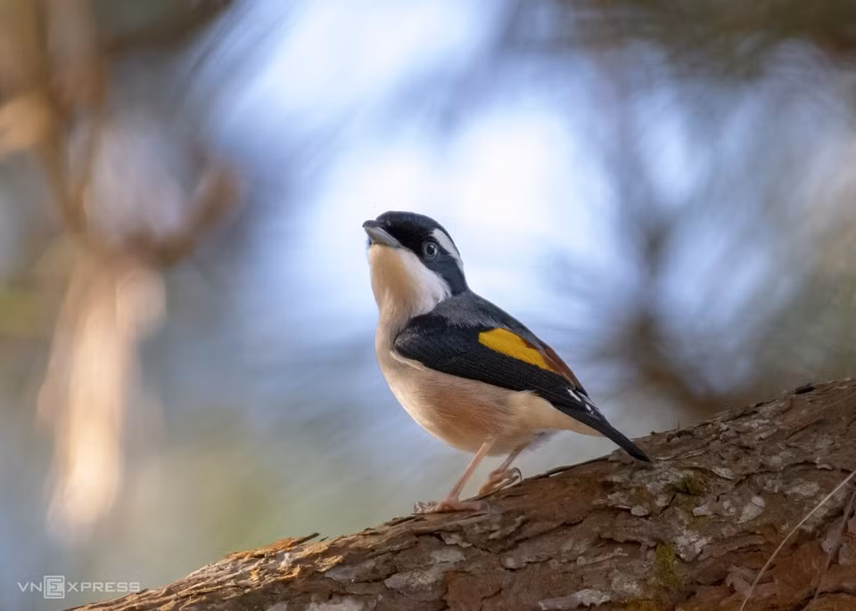 Several endemic birds have evolved to adapt to the typical habitat and climate in Langbiang, and cannot be found in other countries. Among them is Da Lat Shrike-Babbler, which could be identified with a bright white eyebrow and a black-and-orange panel on the wings. (Photo: vnexpress.net)