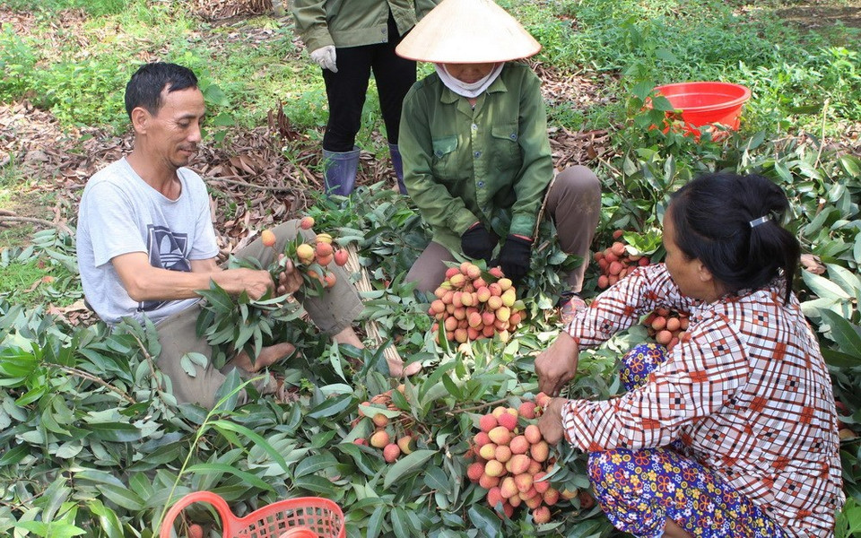 Early harvest of lychees in Luc Ngan district (Photo: VNA)