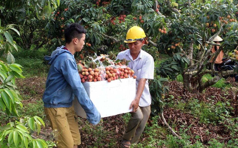After harvesting, the lychees are packed and sold to cooperatives (Photo: VNA)