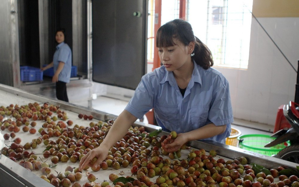 Sorting lychees for cold storage and packaging for export (Photo: VNA)