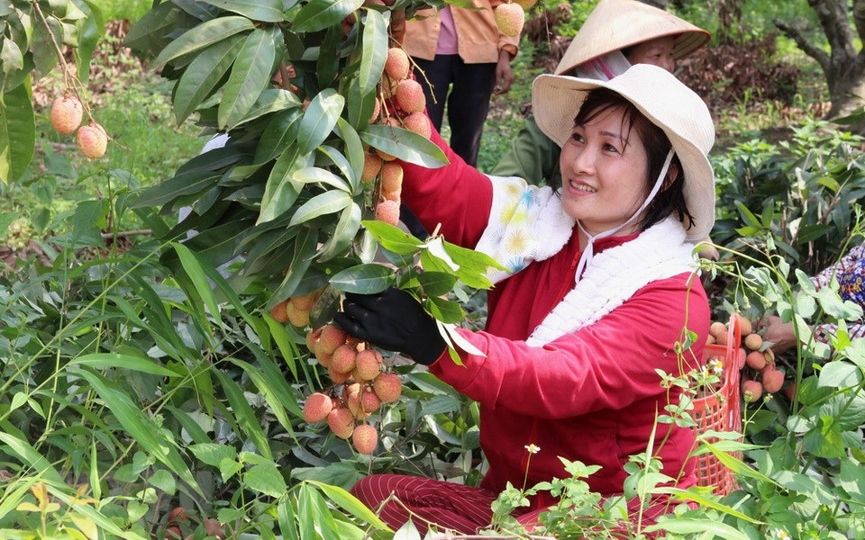A farmer in Luc Ngan district shows joy over the bumper crop (Photo: VNA)
