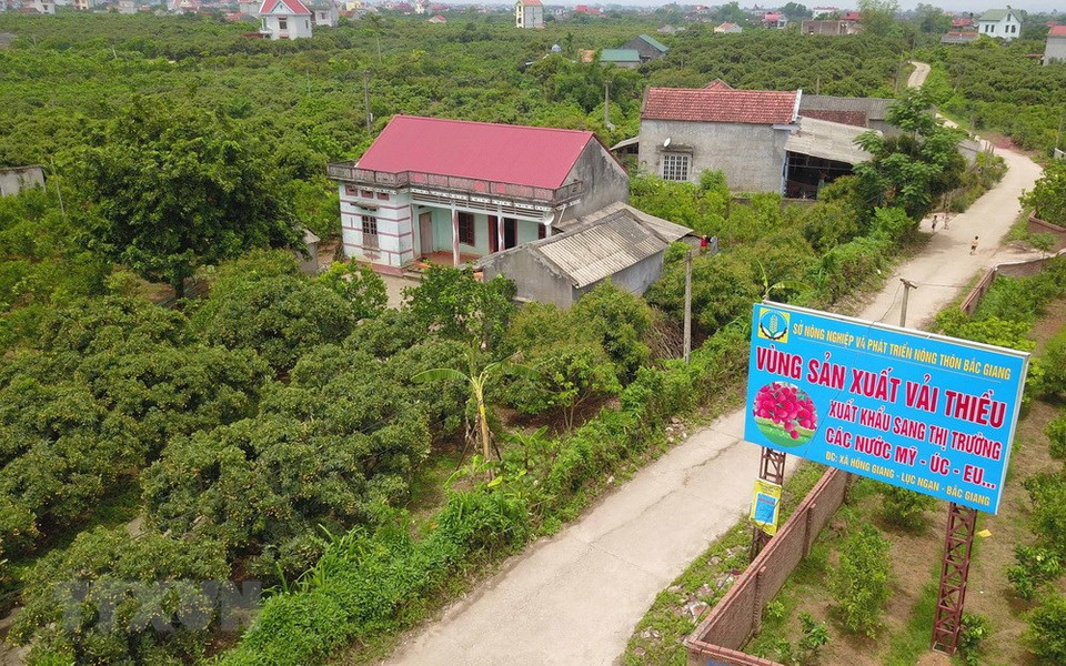 Lychee production area for export to US, Australia and EU (Photo: VNA)