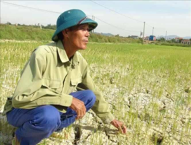 Crops are facing water shortage (Photo: VNA)