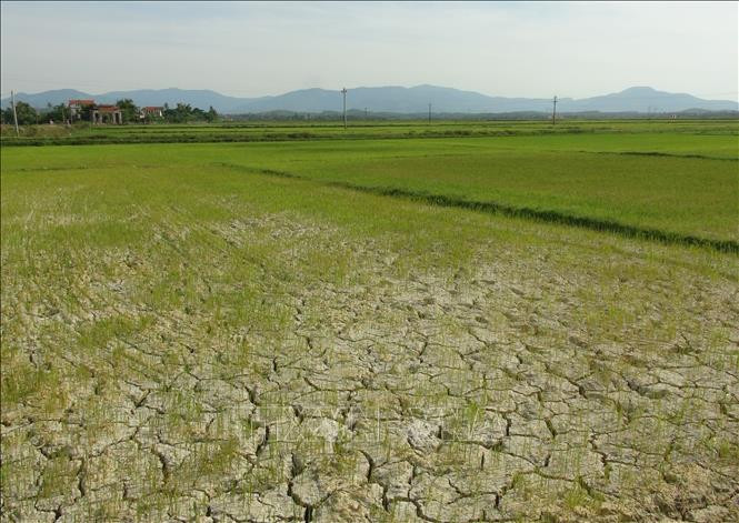 A field in Quang Binh Province suffers from severe drought (Photo: VNA)