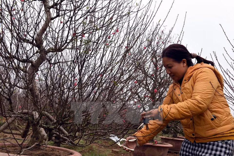 Farmers are taking care of their peach blossom trees (Source: VNA)