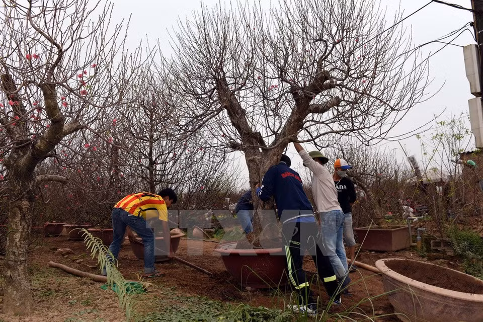 Villagers are moving trees into pots to deliver for customers (Source: VNA)