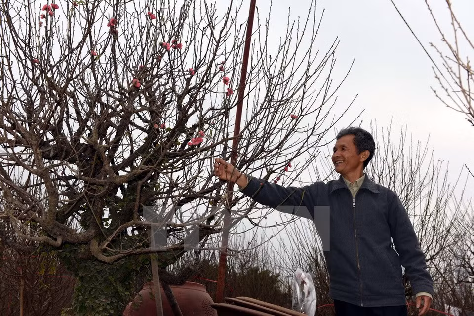 Checking peach blossm trees before delivery (Source: VNa)