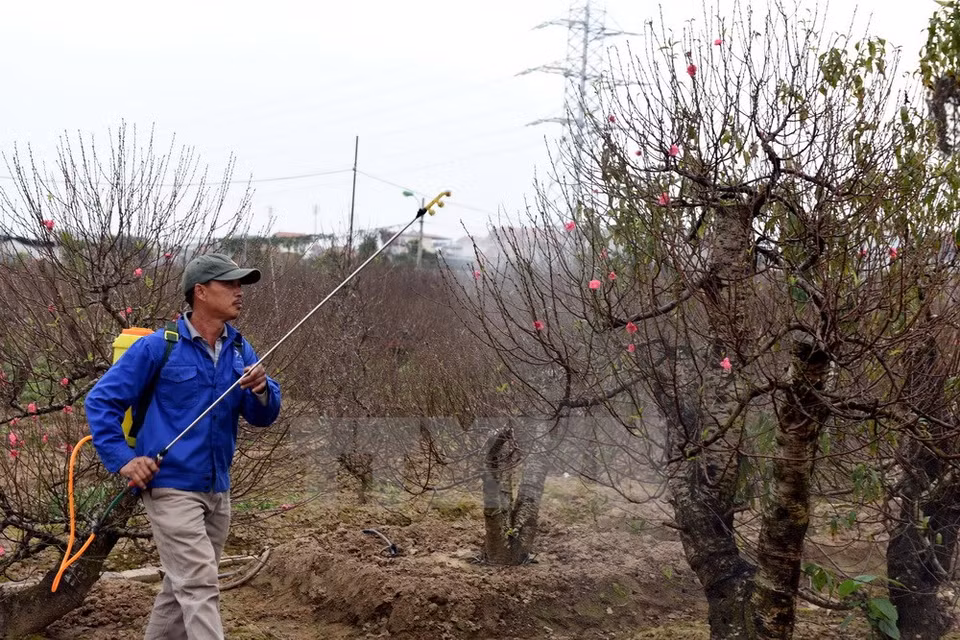 Farmers are taking care of their peach blossom trees (Source: VNA) 