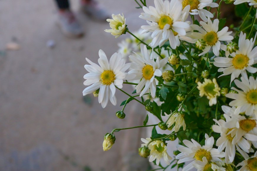 Cuc hoa mi or white daisies are often in full bloom in November, signalling the beginning of Hanoi’s winter. During this time, many people flock to daisy gardens to take photos with the flowers (Photo:VNA)