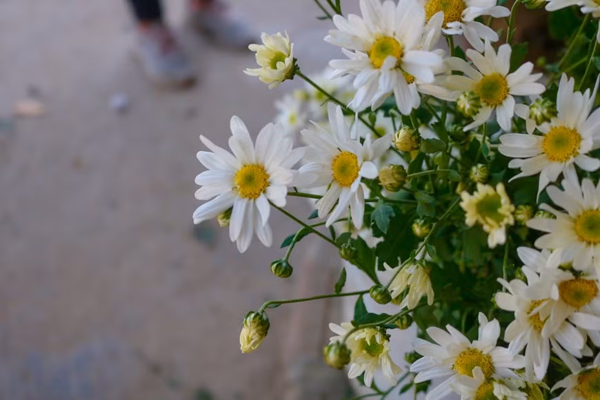 Cuc hoa mi or white daisies are often in full bloom in November, signalling the beginning of Hanoi’s winter. During this time, many people flock to daisy gardens to take photos with the flowers (Photo:VNA)
