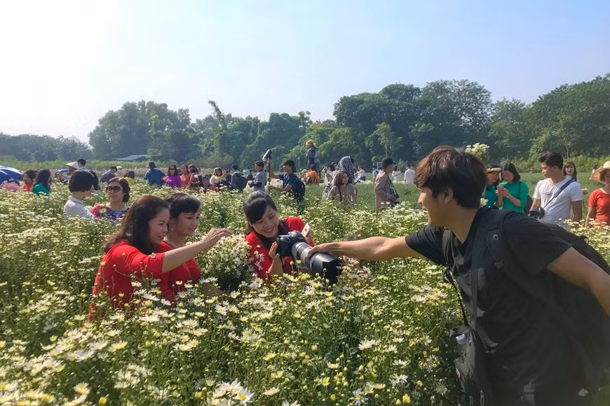 Daisy gardens on the bank of Red River in Hanoi these days are often crowded with people visiting and taking pictures with the flowers (Photo:VNA)