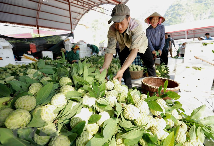 'Chi Lang' custard apple is classified and packaged in foam boxes for consumption. (Photo: VNA)