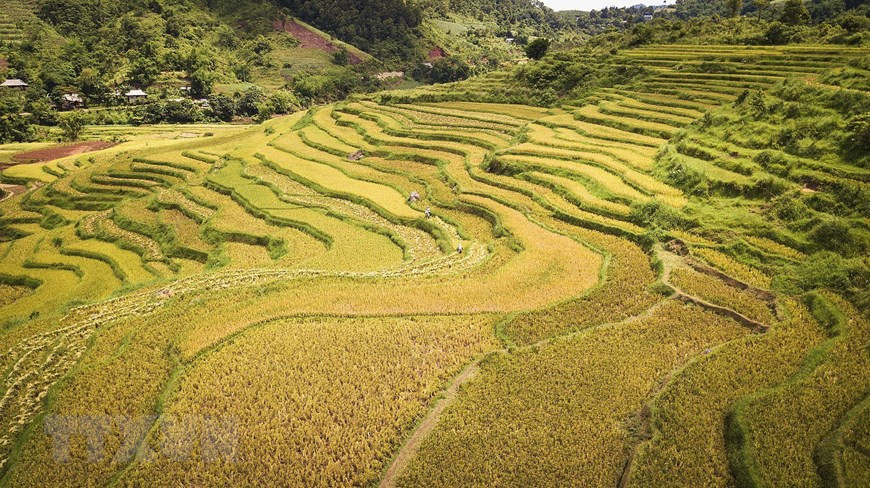 The beauty of terraced rice fields in Thach Yen commune, Cao Phong district is a great potential for the commune, helping to promote local tourism development (Photo: VNA)