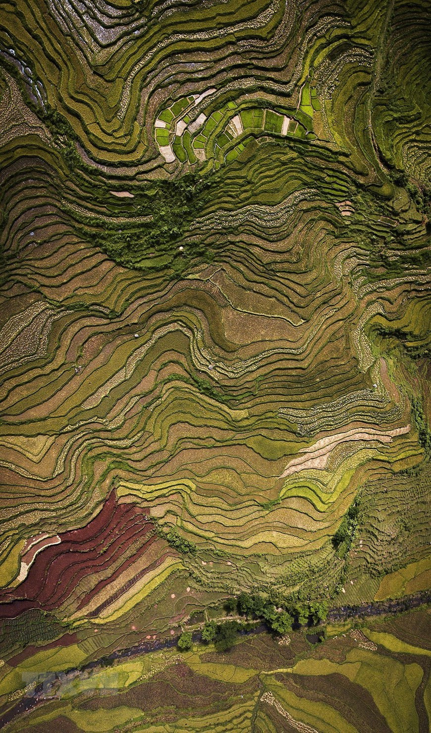 The beauty of terraced rice fields in Thach Yen commune, Cao Phong district viewed from above is like a mosaic picture on the ground (Photo: VNA)