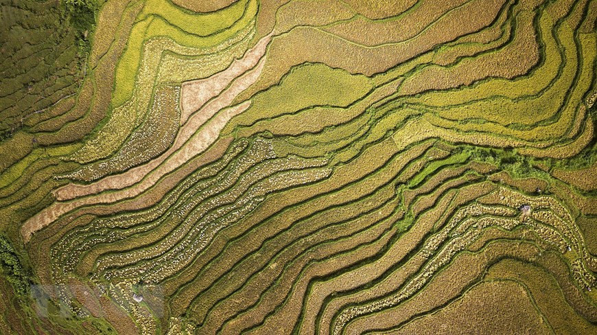The terraced rice fields in Thach Yen commune create stunning pictures when viewed from above (Photo: VNA)