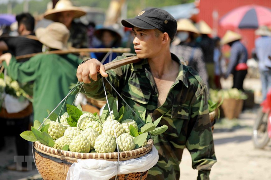 The custard apple is then sold in Chi Lang market (Photo: VNA)