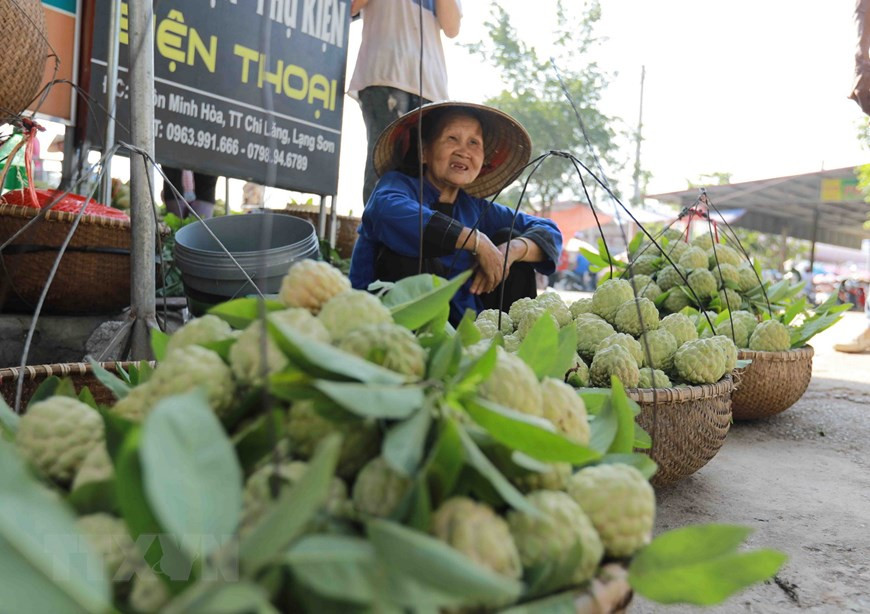 The custard apple is then sold in Chi Lang market (Photo: VNA)