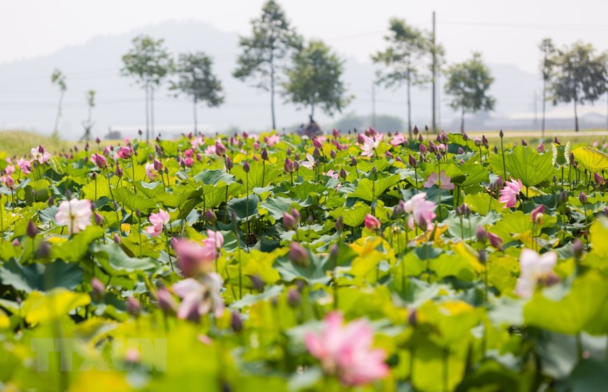 Kim Lien Commune, Nam Dan District, Nghe An province uses nearly 6 hectares of fallow ponds to develop lotus farming (Photo: VNA)