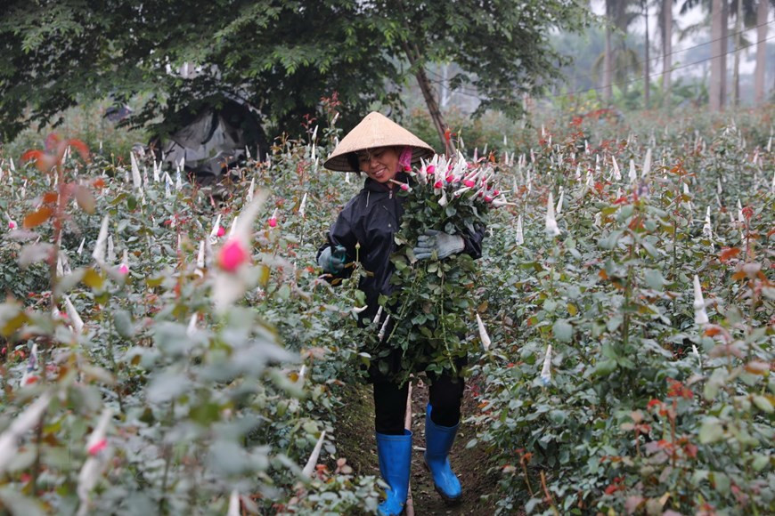 A local farmer in Tay Tuu village harvests roses (Photo: VNA)