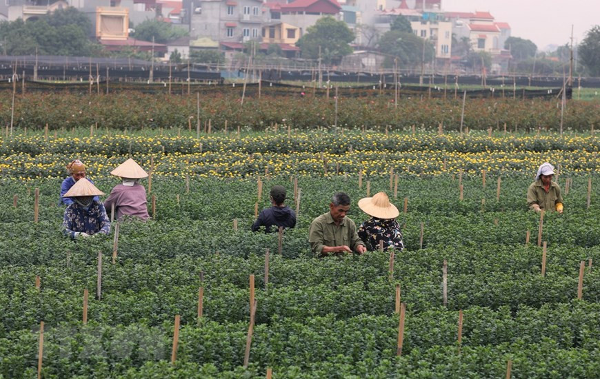 Tay Tuu flower village, located 15 km from Hanoi’s center in Bac Tu Liem District, is the traditional flower center of Hanoi (Photo: VNA)