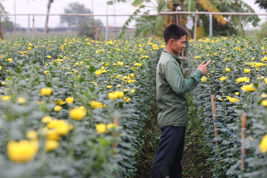 Tay Tuu flower village, located 15 km from Hanoi’s center in Bac Tu Liem District, is the traditional flower center of Hanoi (Photo: VNA)