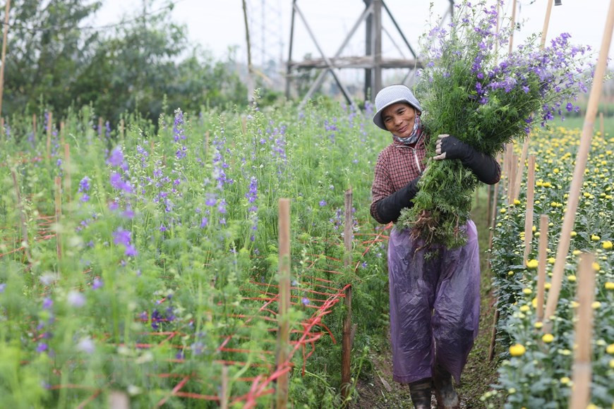 In recent years, in addition to common varieties of flowers like daisies, gerbera and roses, Tay Tuu villagers have planted more expensive flowers like lilies and violets (Photo: VNA)
