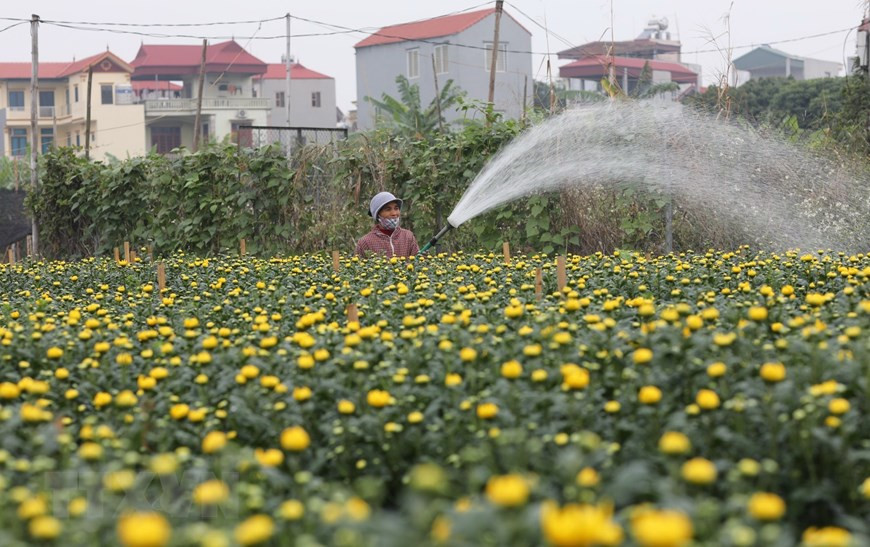 Many flower varieties are available for Tet holiday (Photo: VNA) 