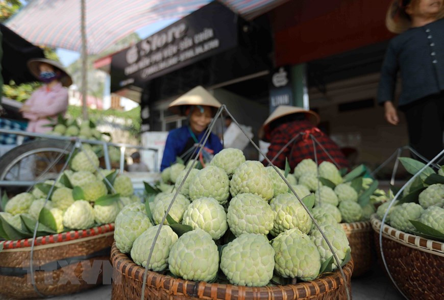The custard apple is then sold in Chi Lang market (Photo: VNA)