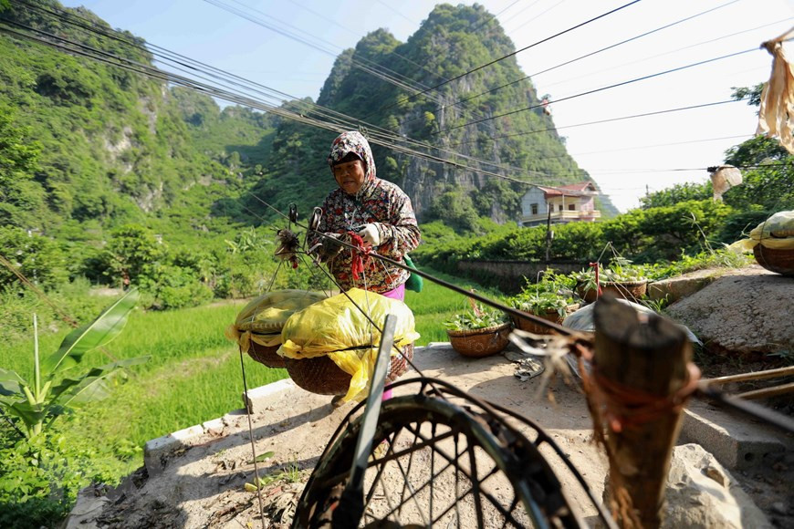 Locals have come up with indeginous way to transport custard apple to reduce labor power. (Photo: VNA)