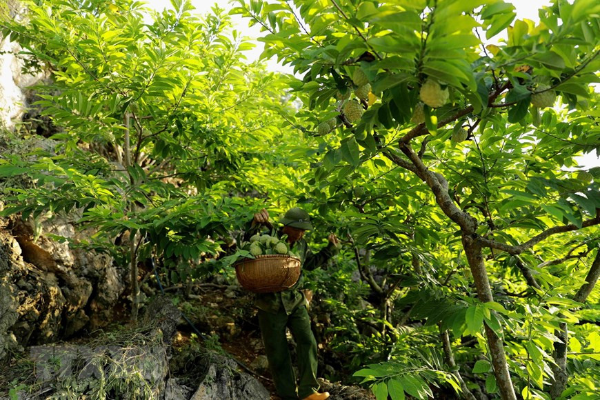 The custard apple fruit is then transported to the family gathering place for distribution. (Photo: VNA)