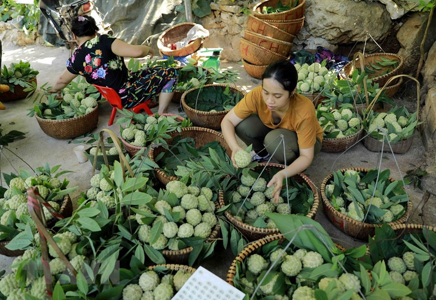 The Chi Lang custard apple will be applied electronic stamp to trace the origin. (Photo: VNA)