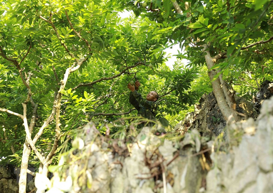 The custard apple fruit is planted on high mountains for the highest quality. (Photo: VNA)